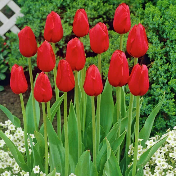 Tulpe Königsblut