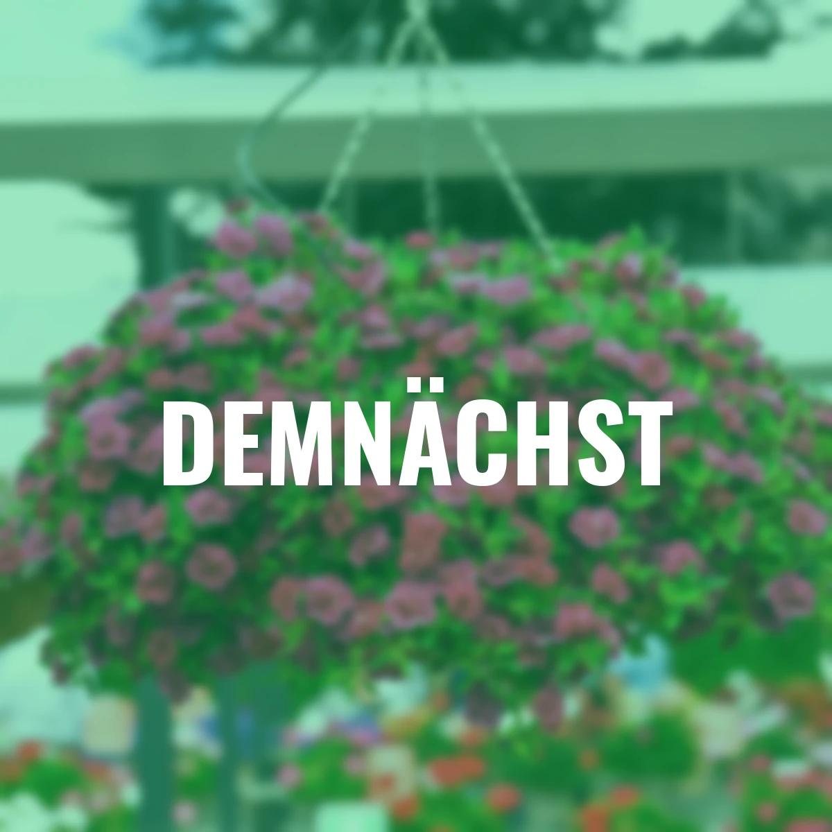Rosen-Zauberglöckchen, violett