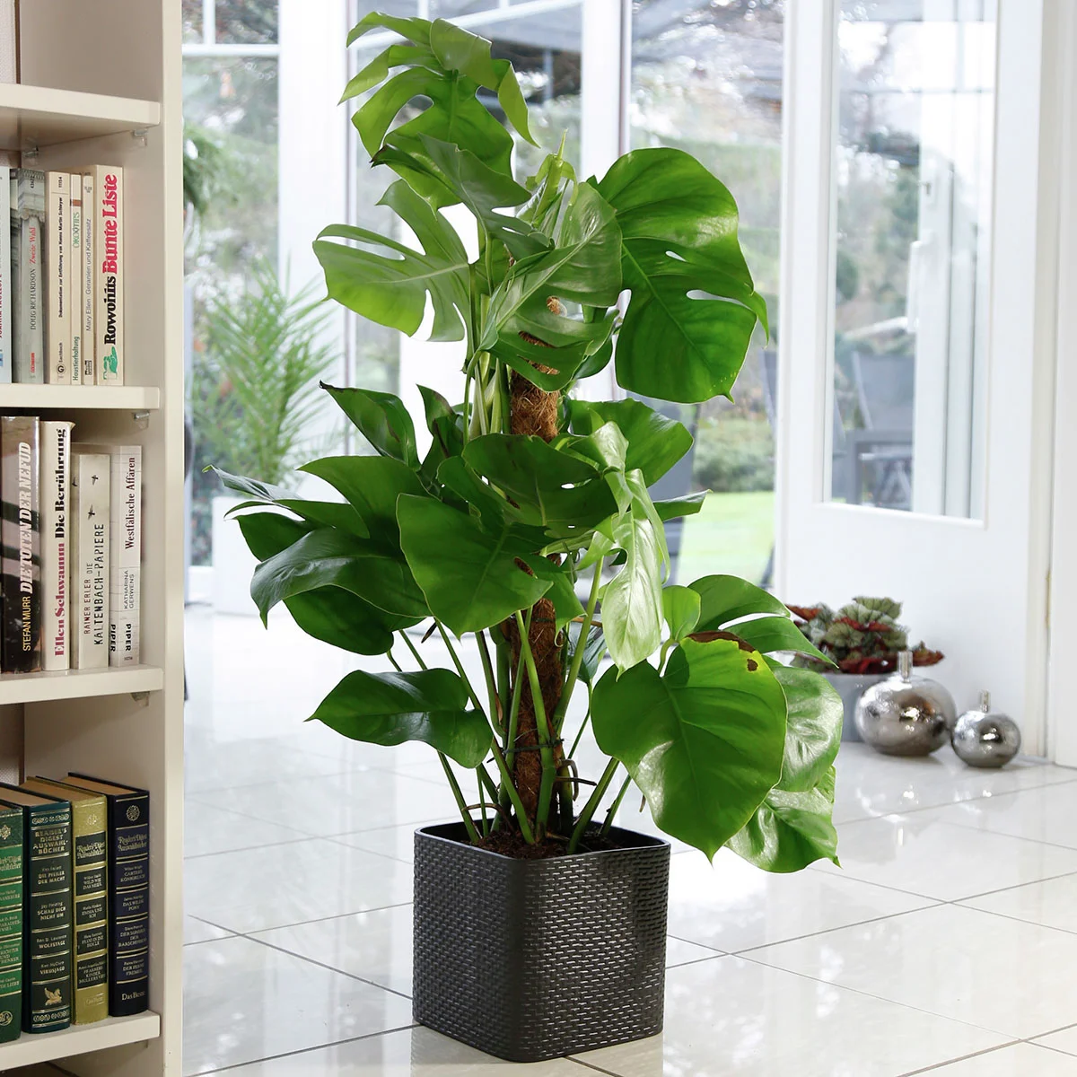 Premium Fensterblatt Monstera am Moosstab, Höhe ca. 100-120 cm