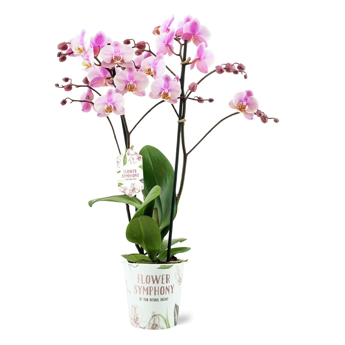 Schmetterlings-Orchidee Roskilde, Höhe ca. 30-50 cm