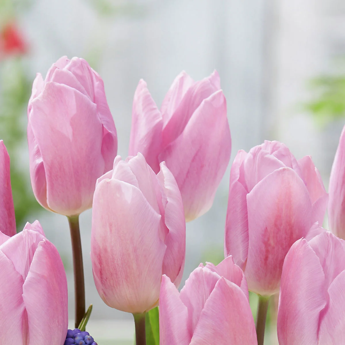 Tulpe Candy Prince