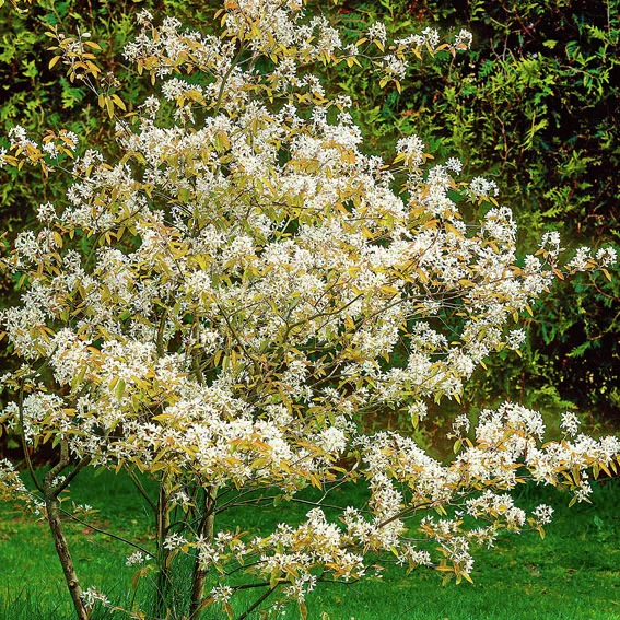 Rosinen-Baum Prince William