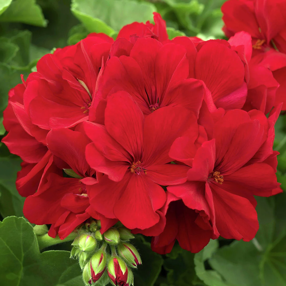 Calliope® Geranie Dark Red