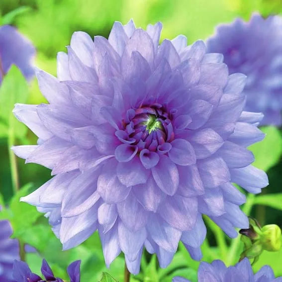 Schmuckdahlie Blue Boy