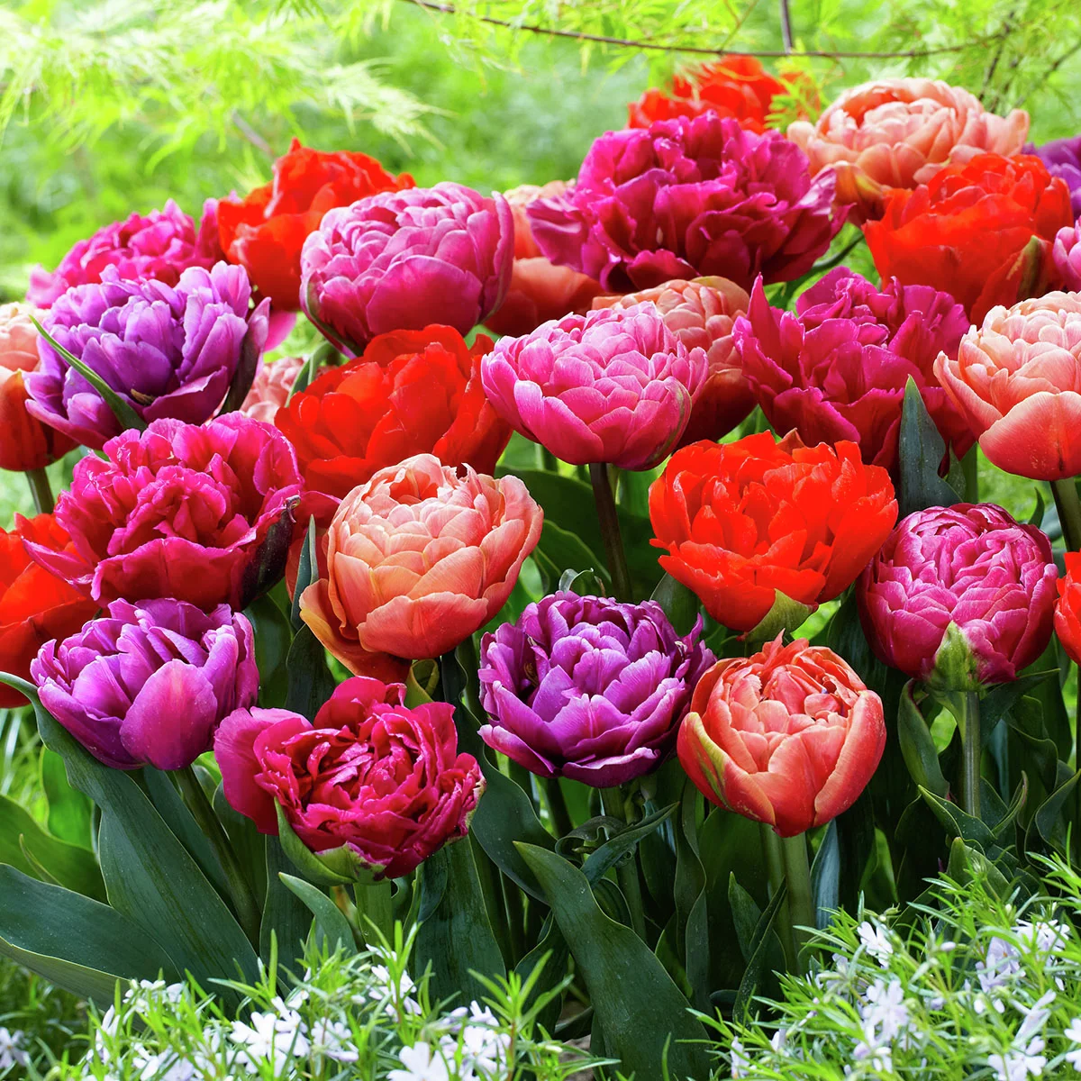 Tulpen-Set Dazzling Double
