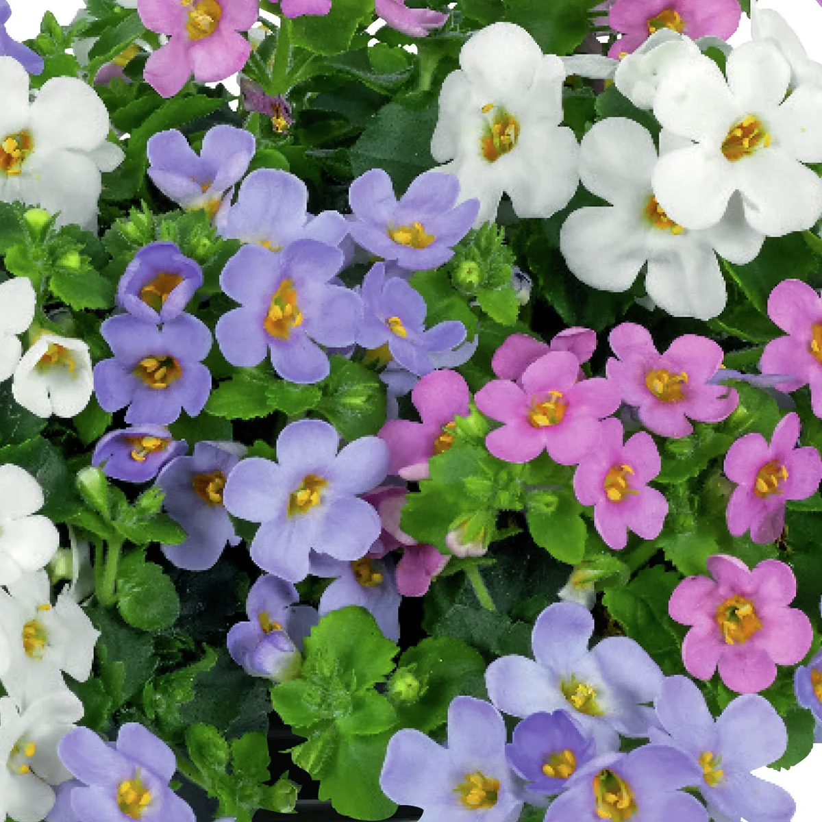 Trio-Schneeflockenblume, weiß-rosa-blau