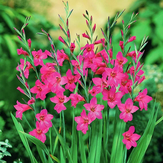 Wild-Gladiole Byzantinus