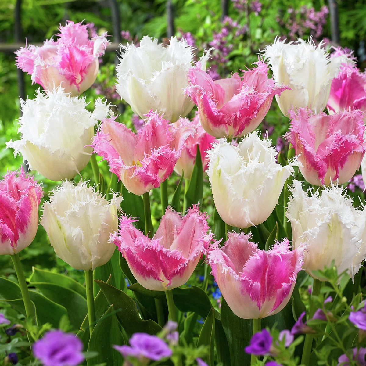 Tulpen-Set Cotton Candy
