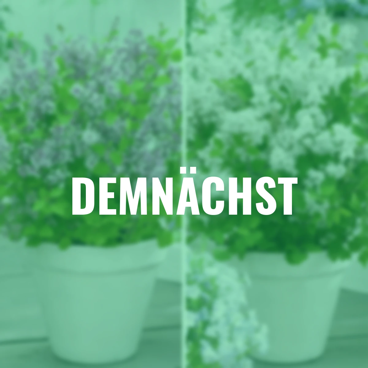 Set Zwerg-Duftflieder Flowerfesta®