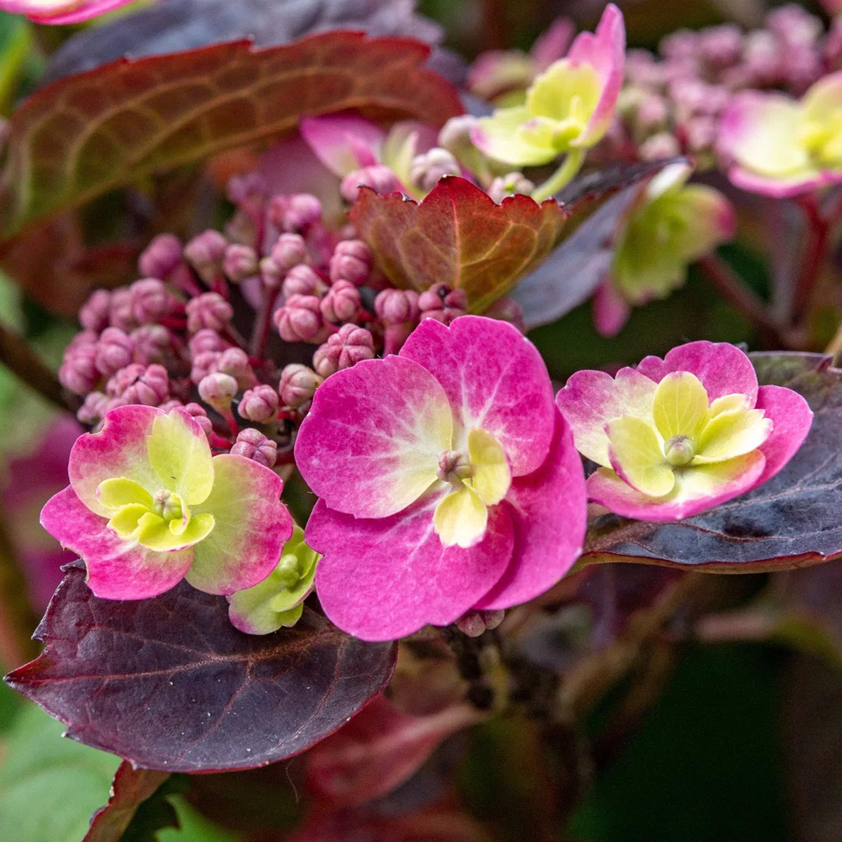 Tellerhortensie PROVEN WINNERS® Cotton Candy 