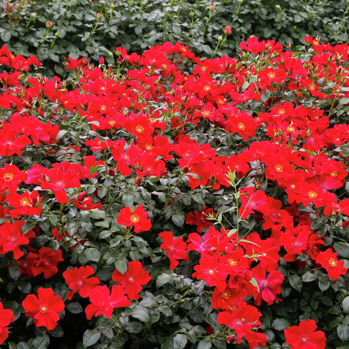 Kleinstrauchrose Alexander von Humbold®