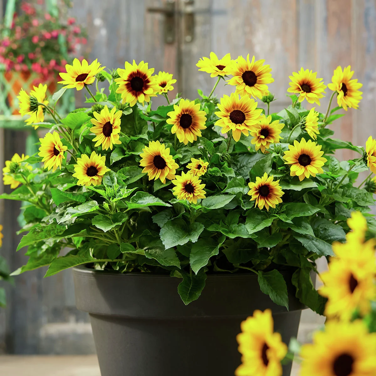 Premium Sonnenblume SunBelievable™