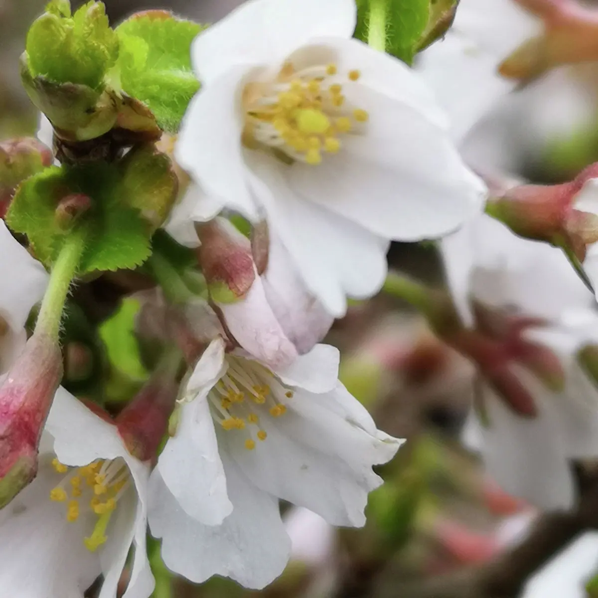 Geschlitzte Kirsche Kojou-no-mai