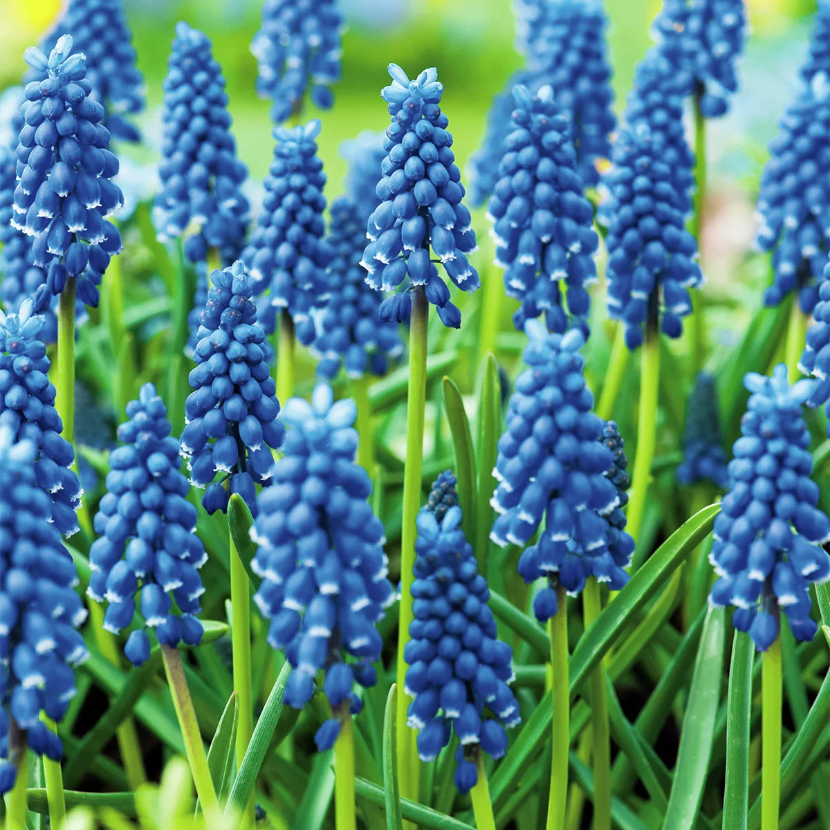 Traubenhyazinthe, blau