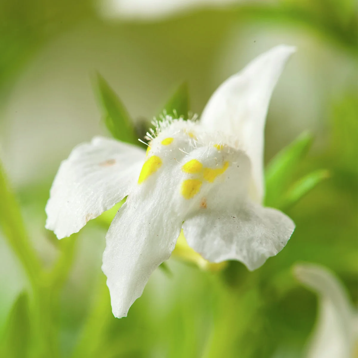 Lippenmäulchen, weiss