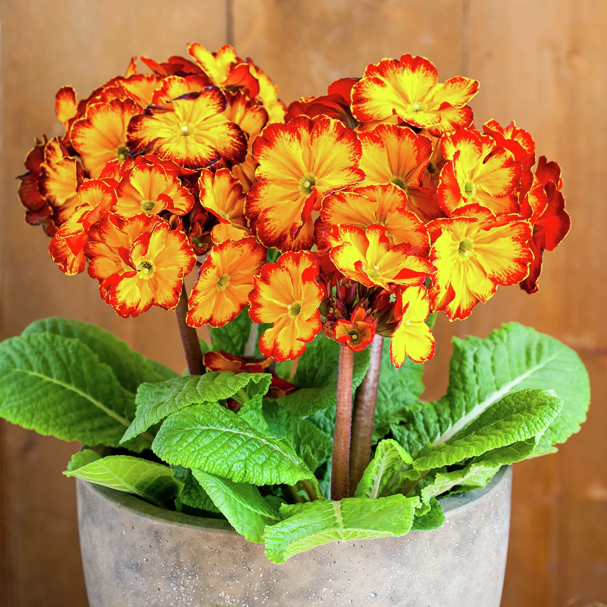 Stängel-Primel Inara® Flame