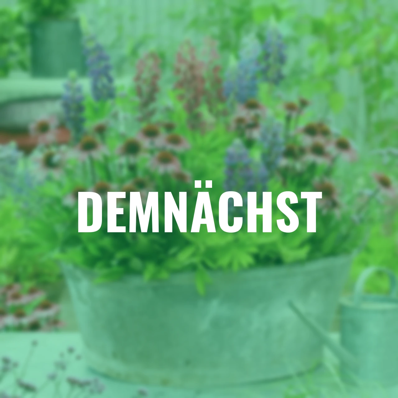 Stauden-Set Farbenrausch, 3 Stück