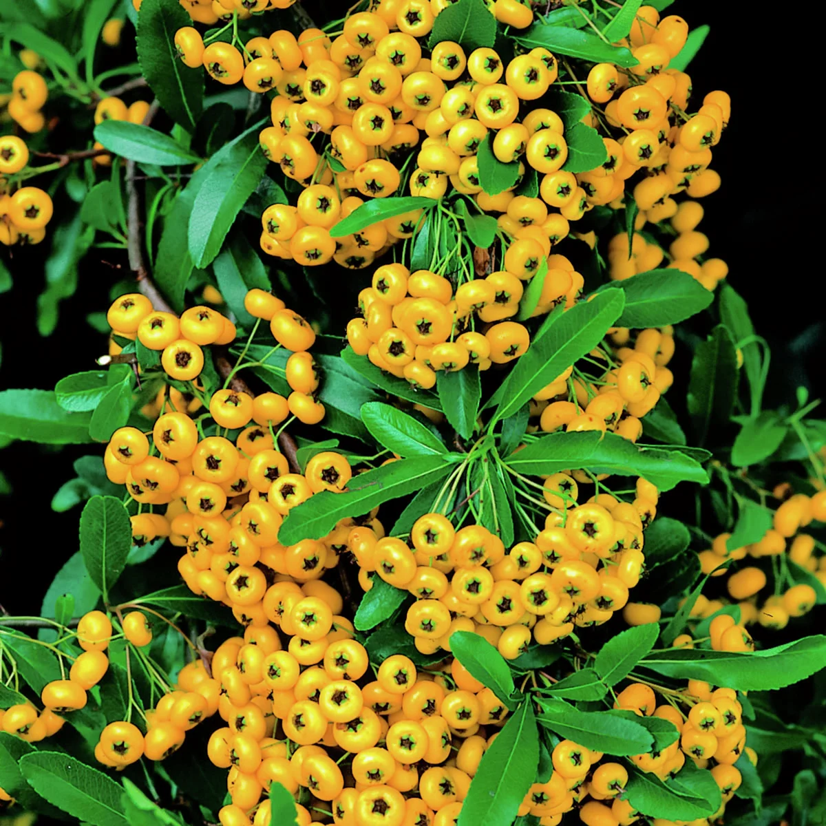 Ziergehölz-Set Bunte Feuerdorn-Hecke Venecia