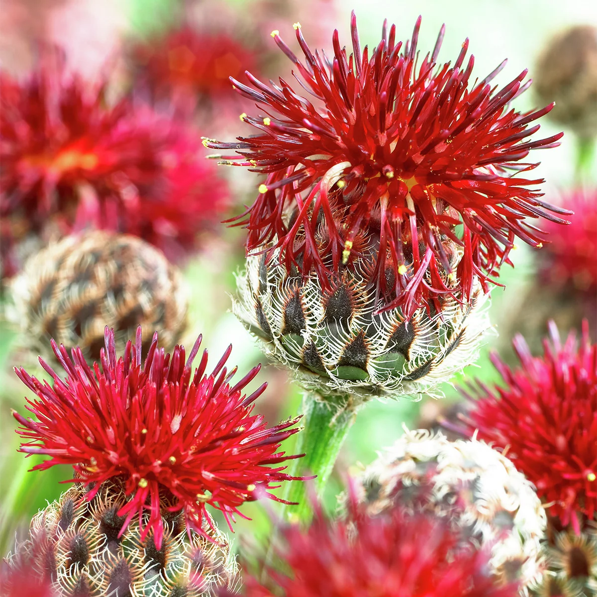 Rote Berg-Flockenblume