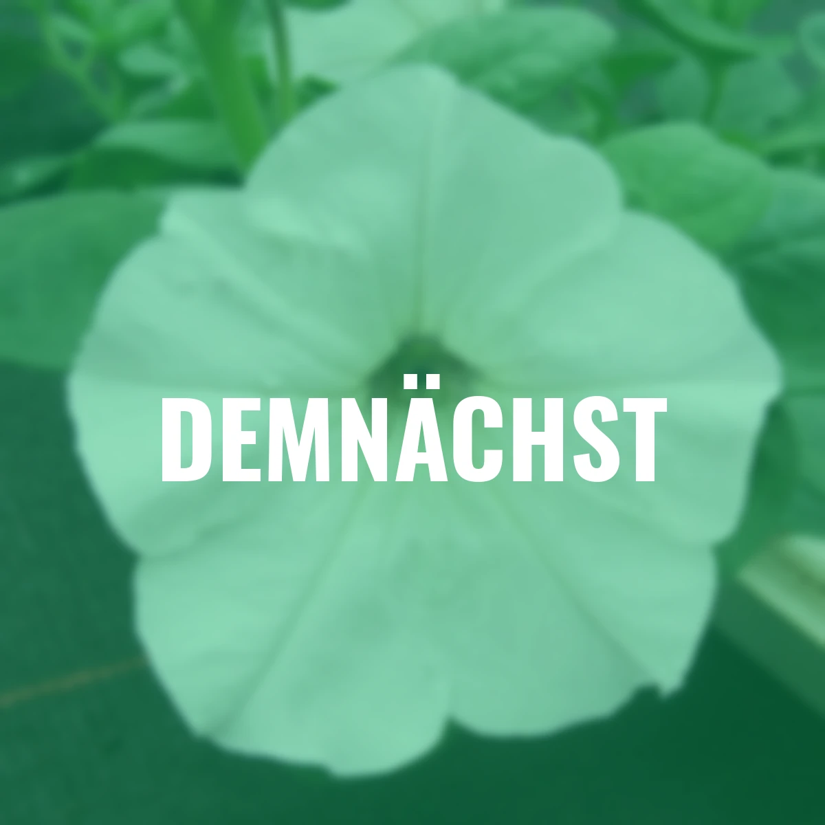 Sommerblumen-Set Riesenhänge-Petunien, bunt 12 St.