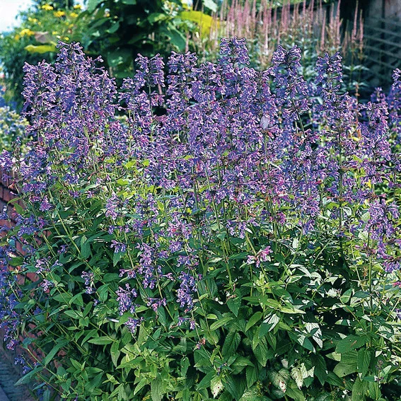 Hohe Katzenminze Six Hills Giant