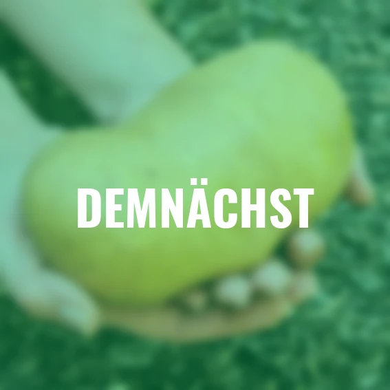 Kartoffel Agria, 10 Stück