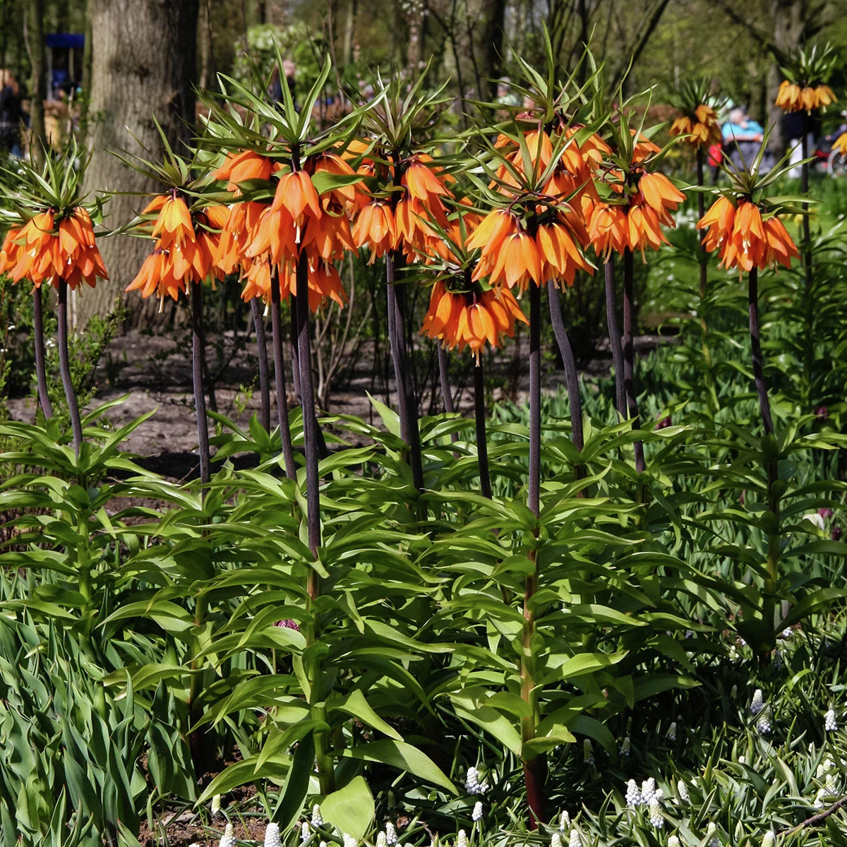 Kaiserkrone Rubra, rot