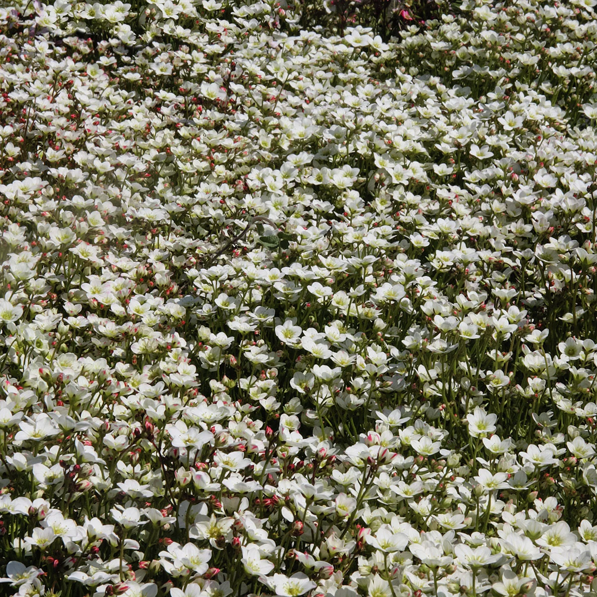 Moossteinbrech White