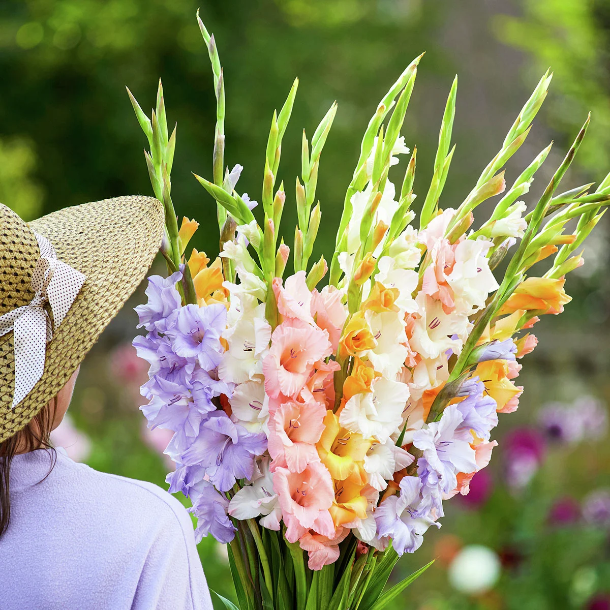 Gladiolen Pastell-Mischung