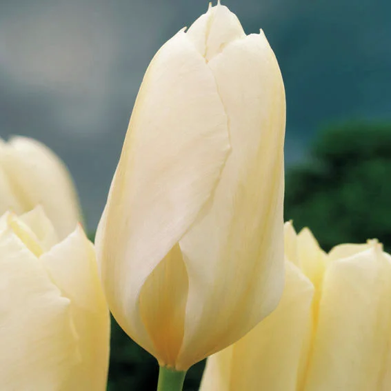 Tulpe Purissima