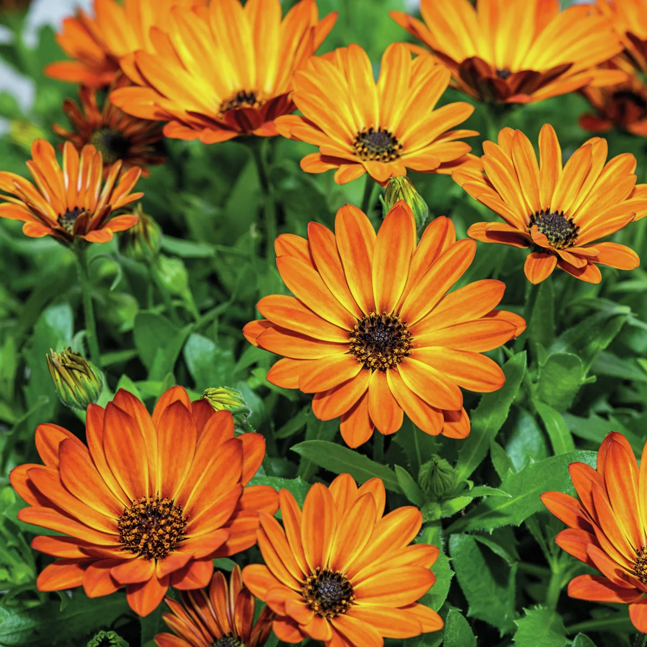 Kapkörbchen, orange