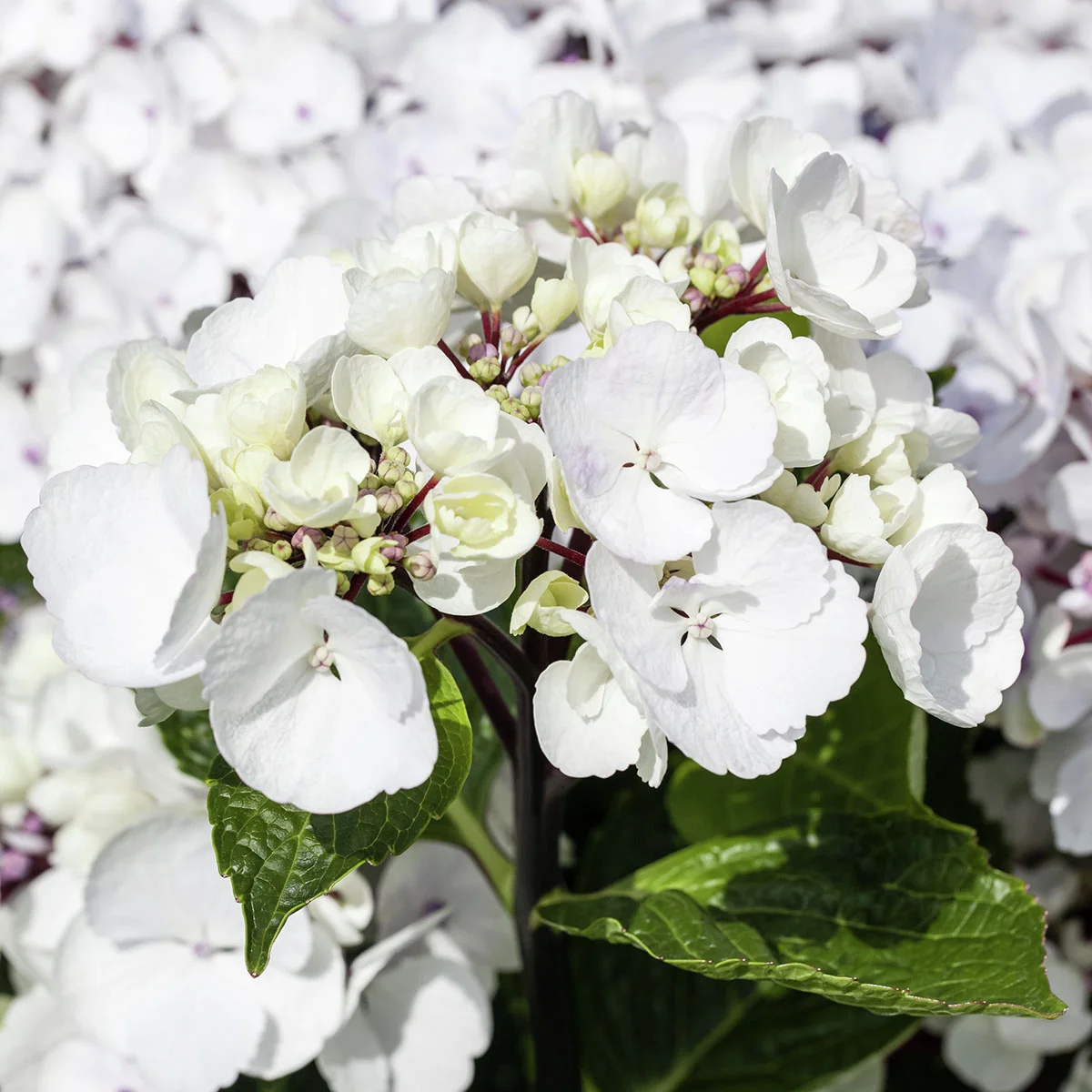 Weiße Ballhortensie
