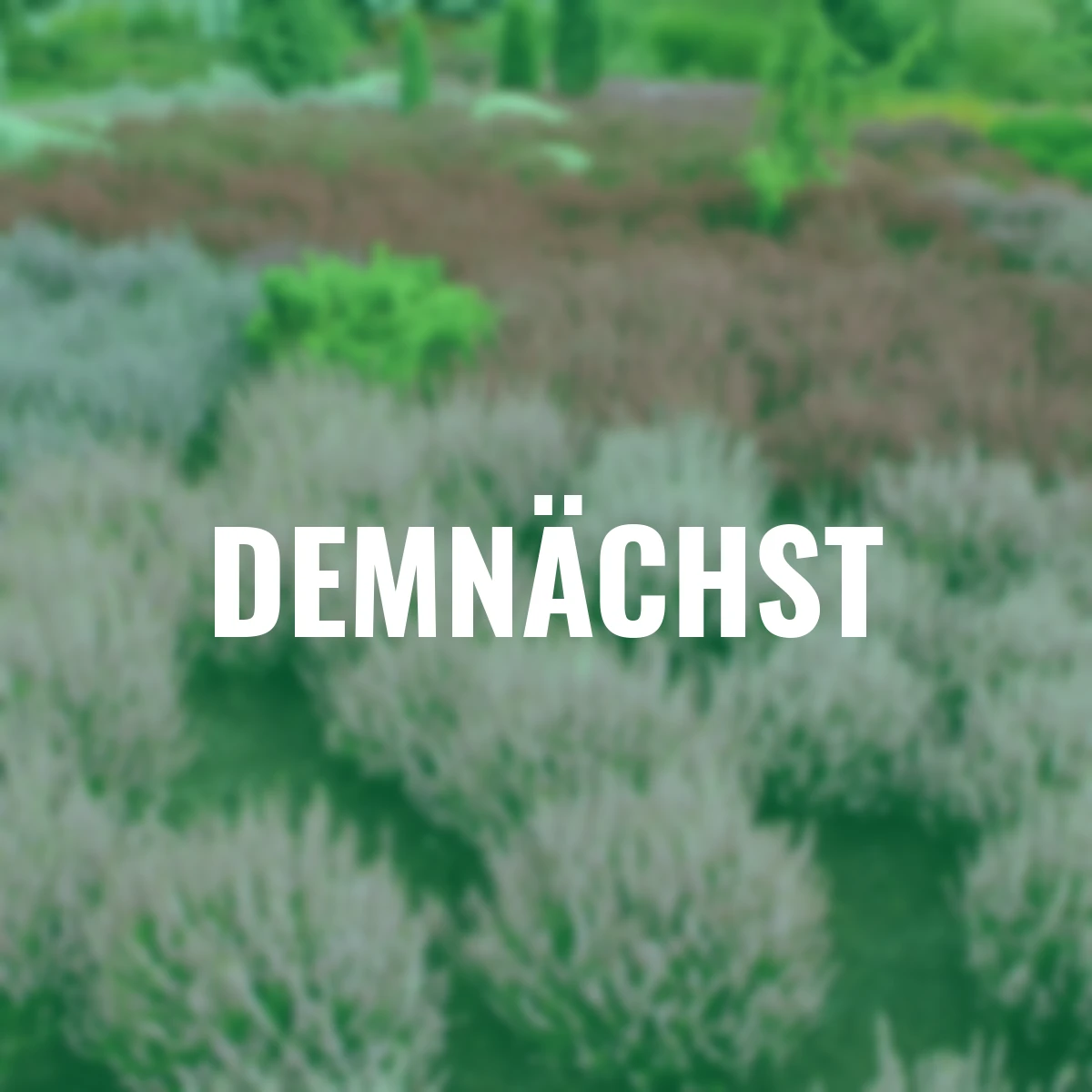 Knospenheide Gardengirls®, rosa