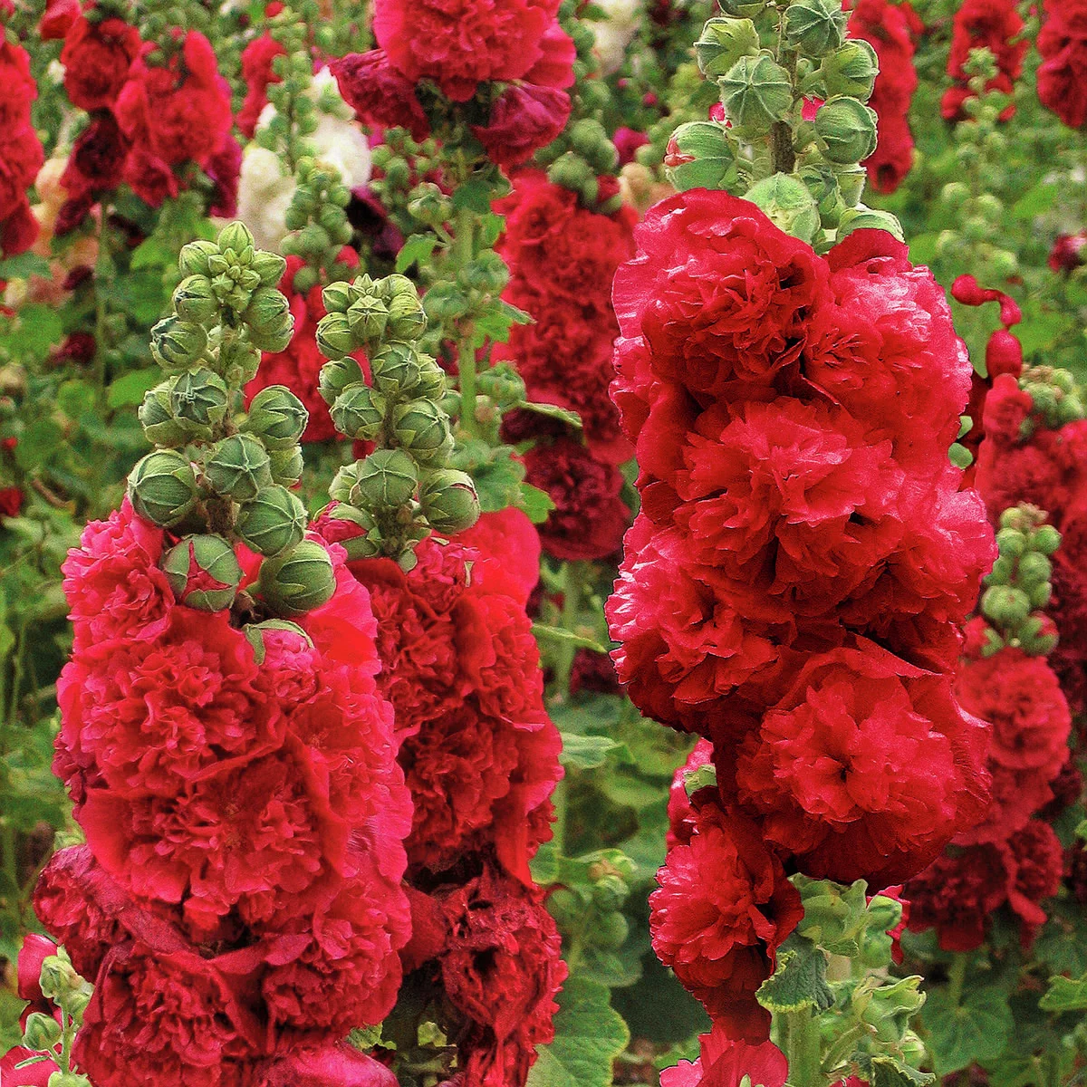 Gefüllte Stockrose, rot