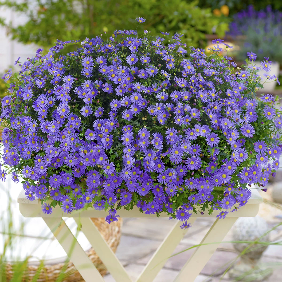 Gänseblümchen, blau