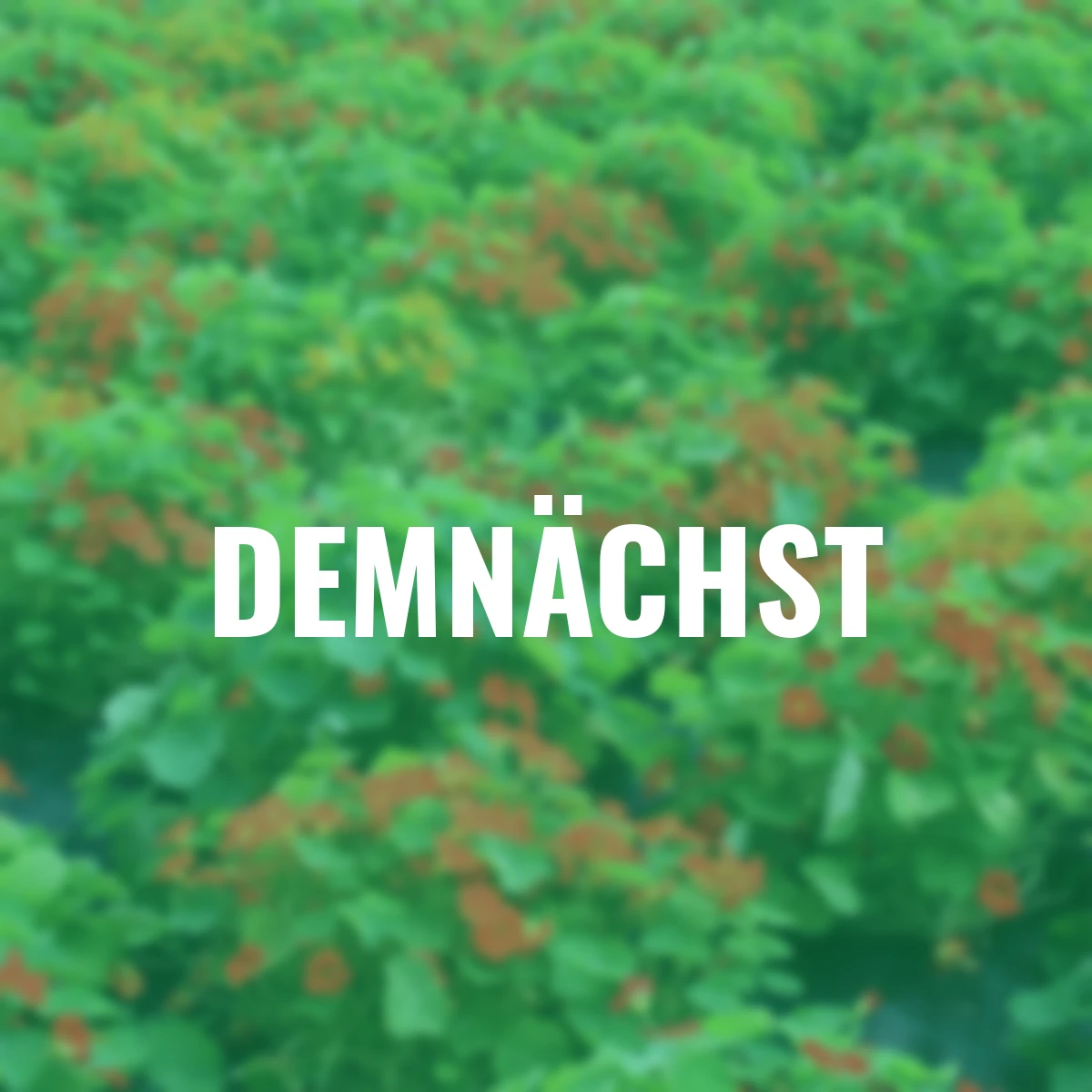 Saatgut-Holzbox Hochbeet, 8 Saatgut-Sorten