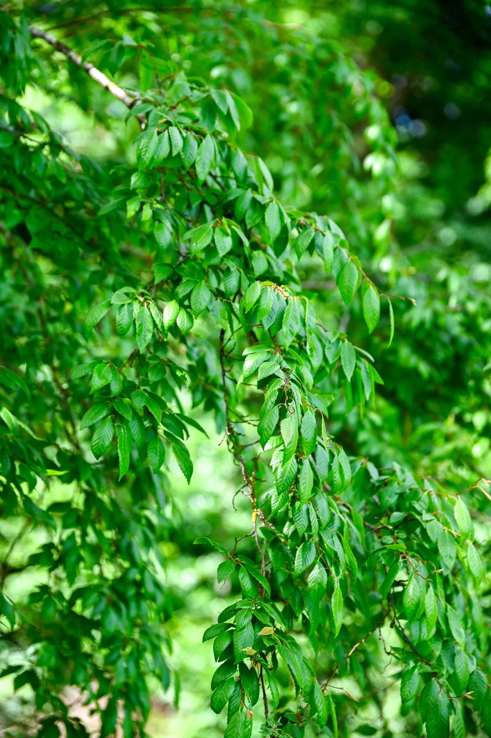 Hainbuche turczaninowii