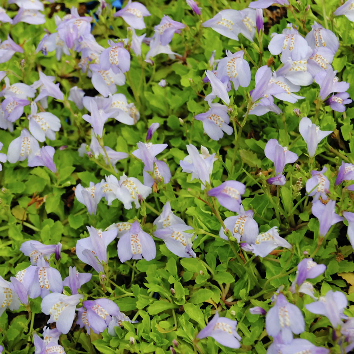 Lippenmäulchen, blau