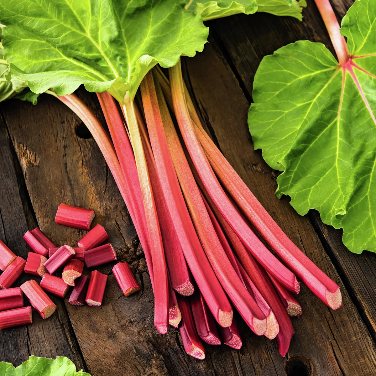 Rhabarberpflanze Livingstone