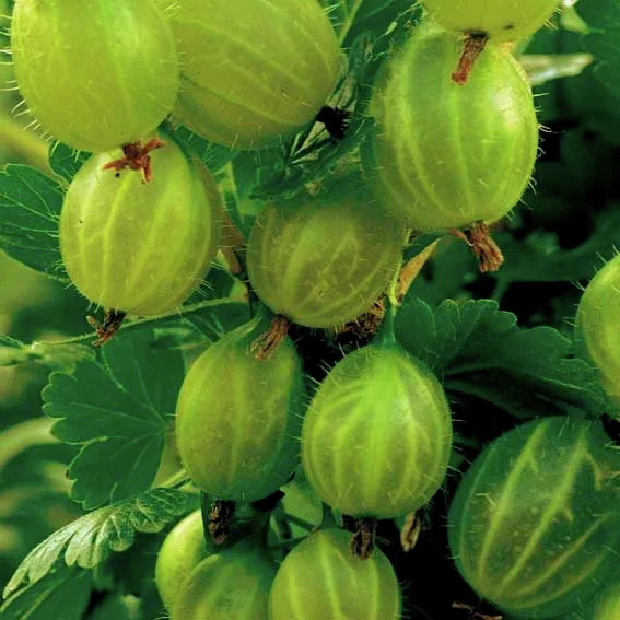 Stachelbeere Invicta(R), Hochstamm