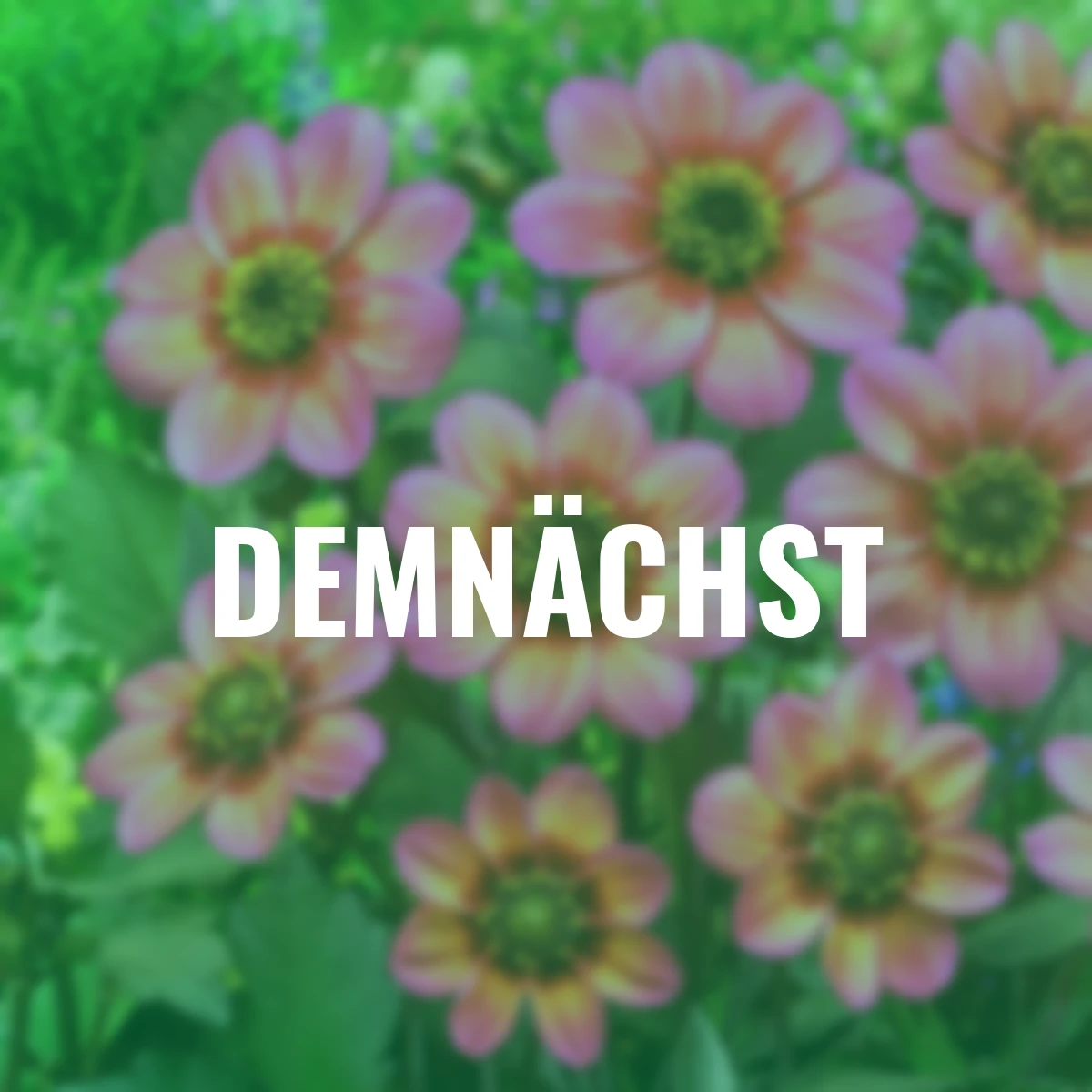 Dahlie Dahlegria Tri-Colore