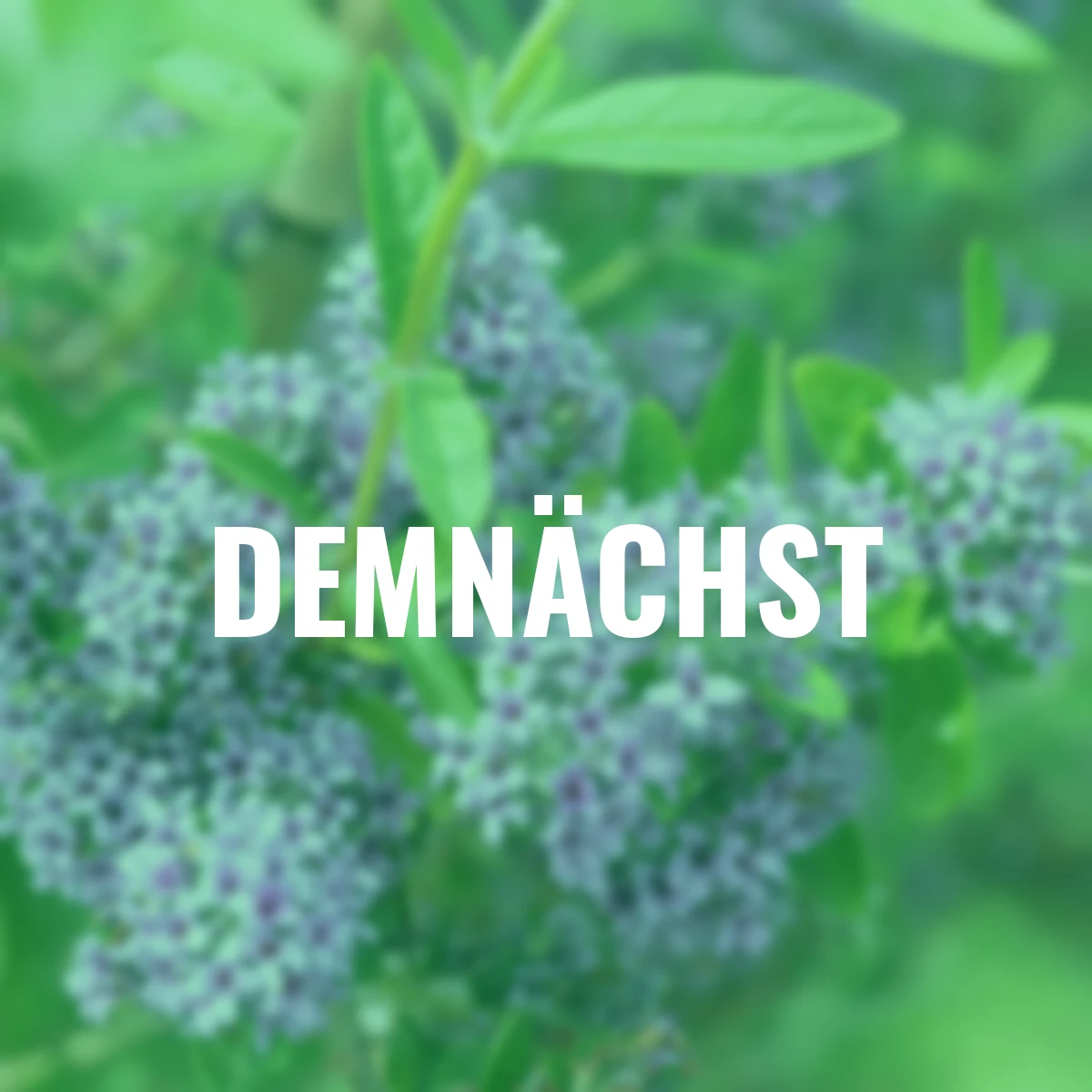 Hänge-Sommerflieder Unique®