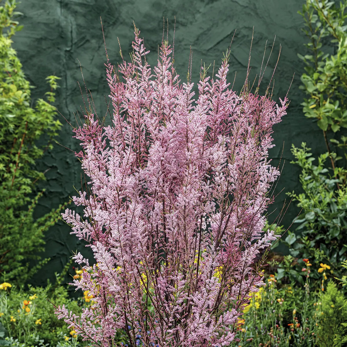 Frühlings-Tamariske