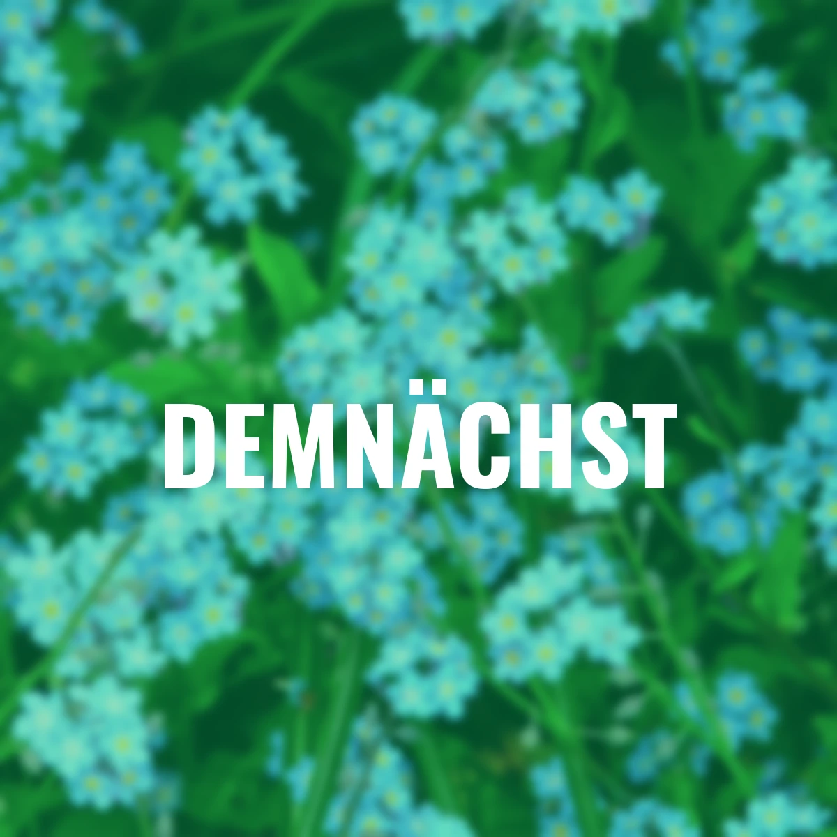 Kaukasus-Vergissmeinnicht Jack Frost®