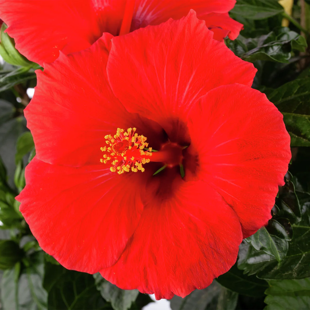 Roter Hibiskus-Stamm