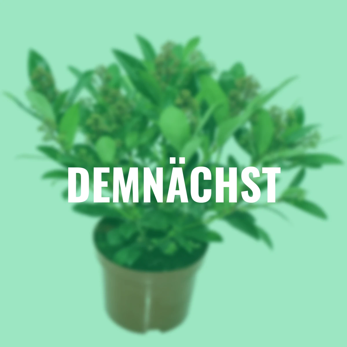 Japanische Blütenskimmie Rubella, im ca. 17 cm-Topf