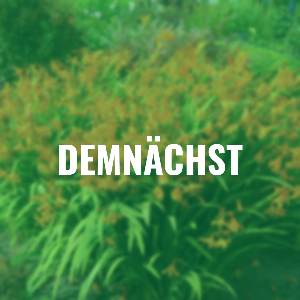 Montbretie Star of the East