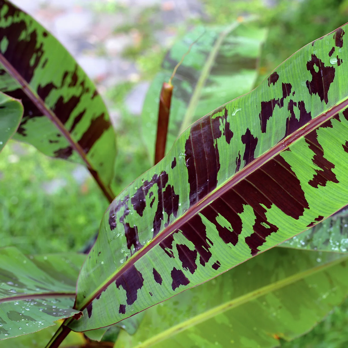 Winterharte Banane, rot