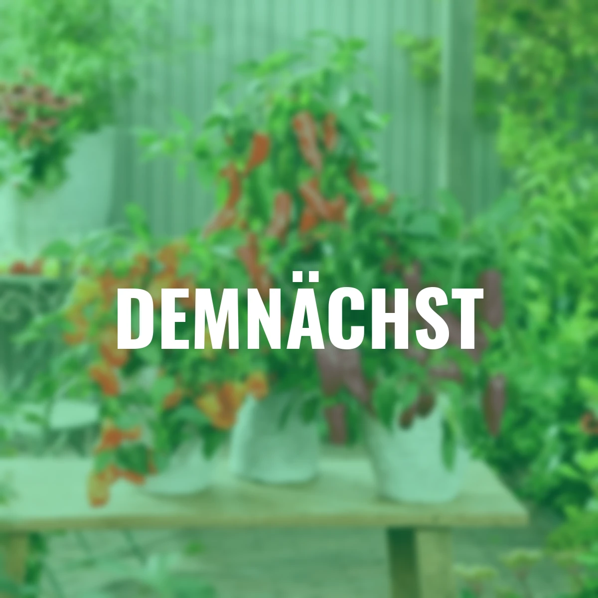 Gemüsesamen-Set Naschpaprika