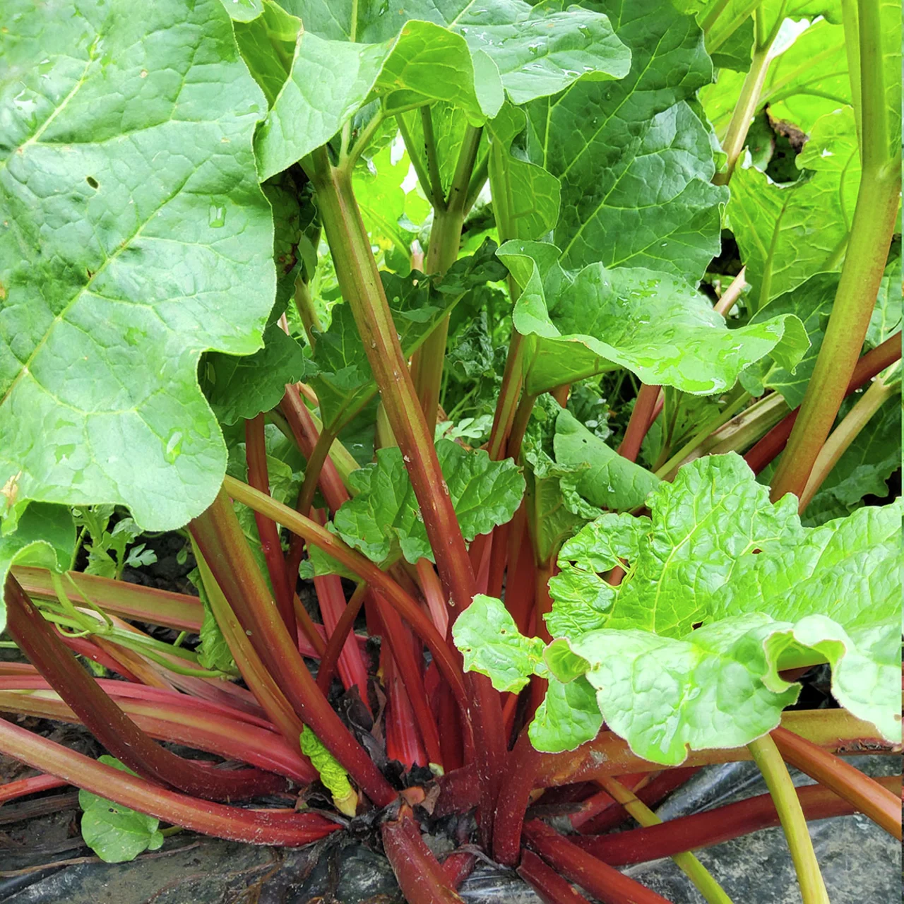 Rhabarber Everbarber® Pinkbarber®